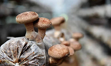 High Yield of Mushroom